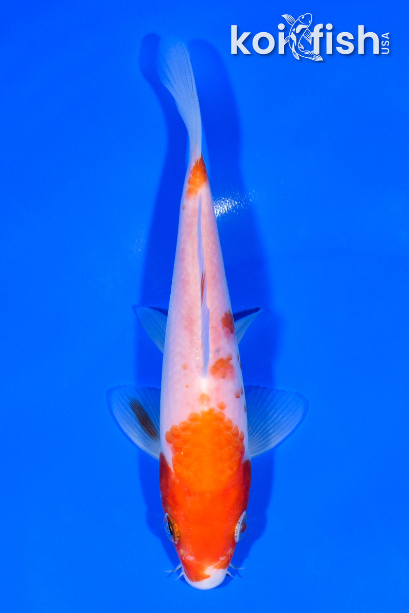 5.25" KOHAKU