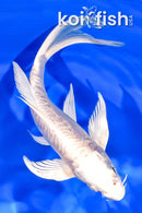 7.25" DOITSU PLATINUM OGON BUTTERFLY