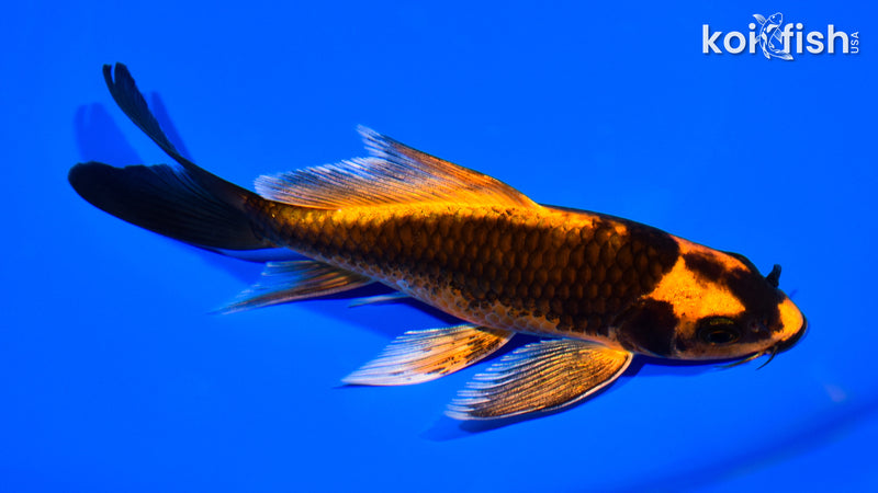 6" DOITSU ORENJI MATSUBA BUTTERFLY