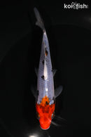 5" BENI MATSUKAWABAKE