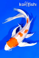 8.75" HARIWAKE BUTTERFLY