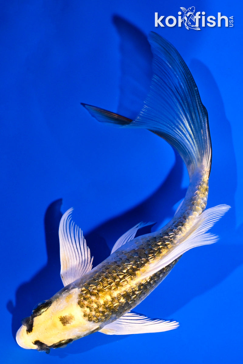 5.75" GINRIN KUJAKU BUTTERFLY