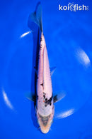 8.75" MATSUKAWBAKE