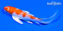 5.5" HARIWAKE BUTTERFLY