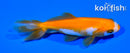 4" WAKIN GOLDFISH