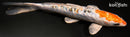 7" GINRIN HEISEI NISHIKI
