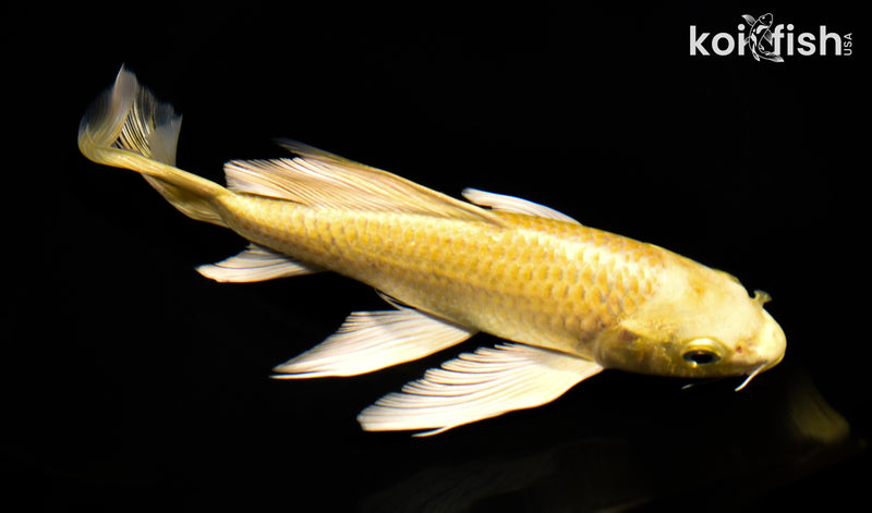 8.25" YAMABUKI OGON BUTTERFLY