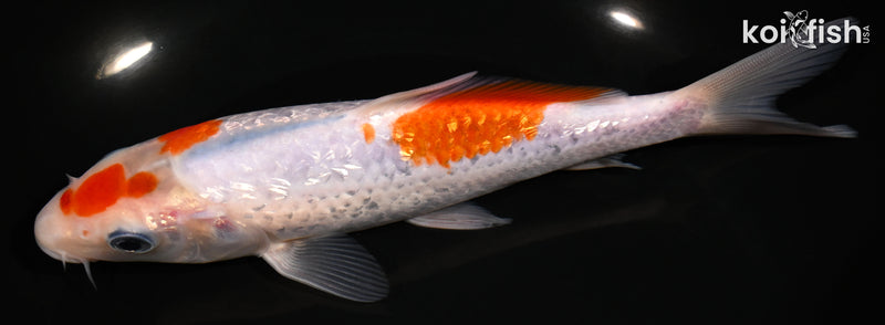 7" GINRIN GOROMO