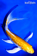 7.5" KIKUSUI BUTTERFLY