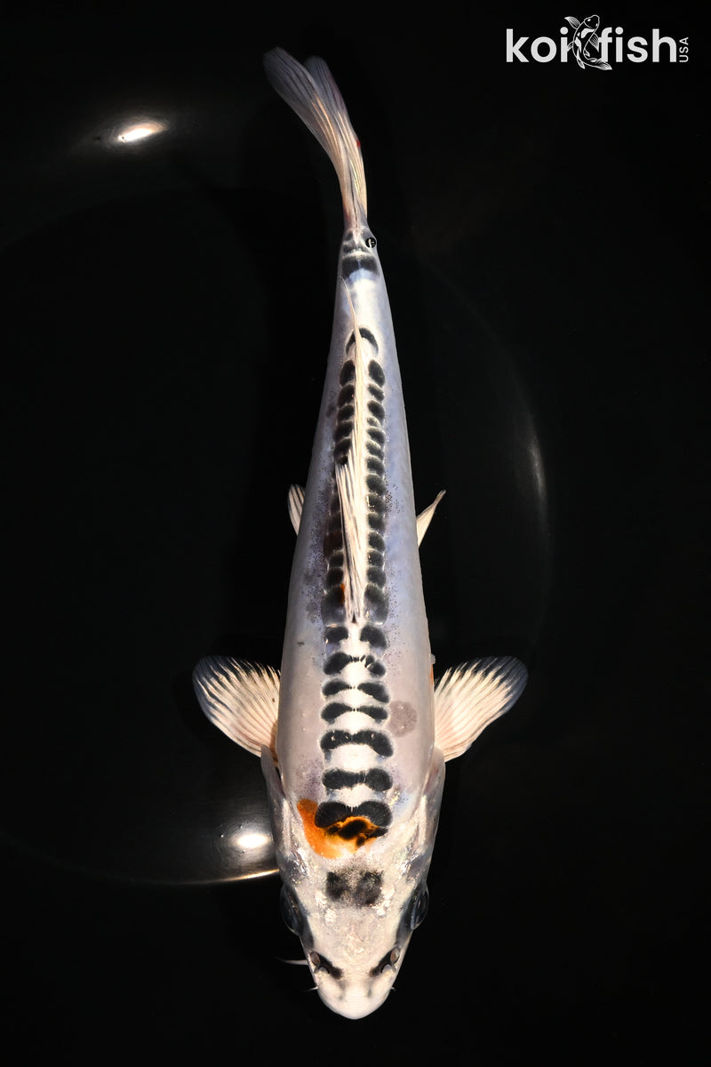 7.5" DOITSU KUJAKU