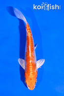 5" KIKUSUI