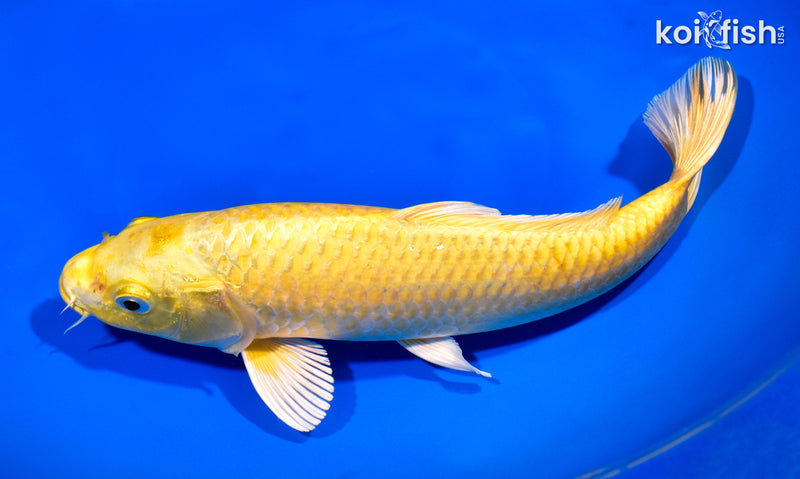 10.5" YAMABUKI OGON