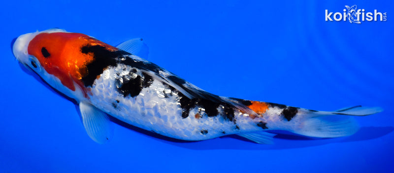 6.5" GINRIN SANKE