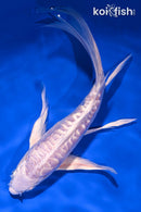 8.5" DOITSU PLATINUM OGON BUTTERFLY