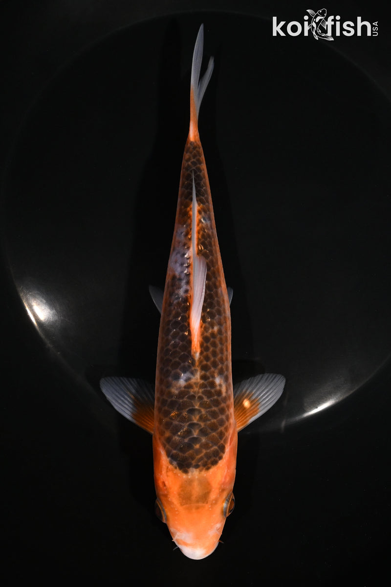 6.75" HI ASAGI