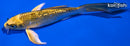 6.25" GINRIN KIN KI MATSUBA BUTTERFLY
