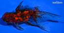 4.5" ORANDA GOLDFISH
