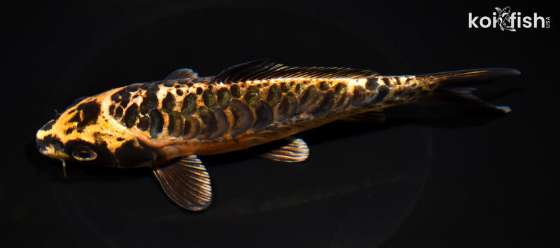 7.5" ARAGOKE BENI KIKOKURYU