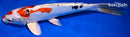 10.5" YAMATO NISHIKI