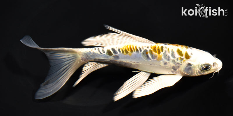 7.5" ARAGOKE KUJAKU BUTTERFLY