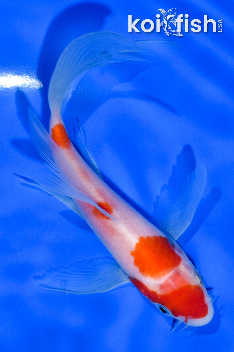 5.5" KOHAKU BUTTERFLY