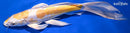 10.75" DOITSU LEMON HARIWAKE BUTTERFLY