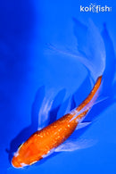 4.75" GINRIN HARIWAKE BUTTERFLY