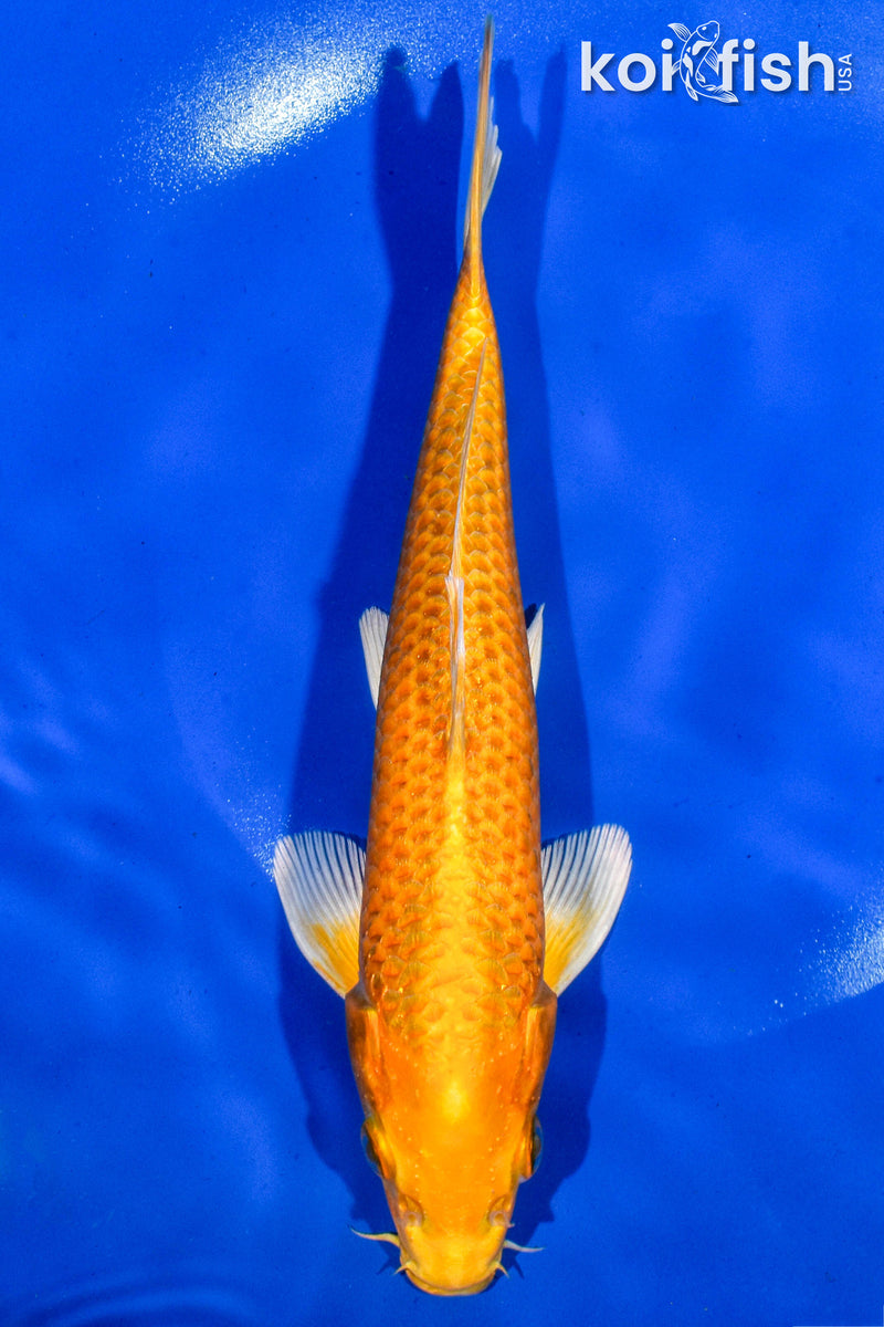 8.5" ORENJI OGON