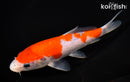 6.75" GOSHIKI