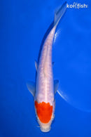 8" DOITSU KOHAKU