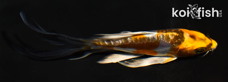 5" GINRIN BENI KIKOKURYU BUTERFLY