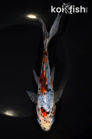 7.5" SHUBUNKIN GOLDFISH