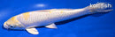 9.25" LEMON HARIWAKE