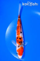 7.25" BENI MATSUKAWABAKE