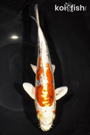 9.75" HEISEI NISHIKI