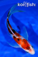 7.5" SANKE BUTTERFLY