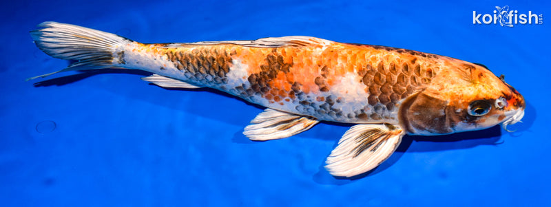 16.25" KIN HI SHOWA