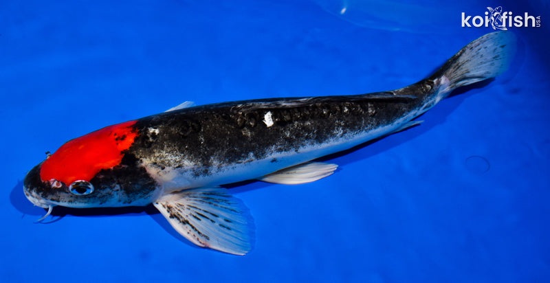15" TANCHO DOITSU GOSHIKI