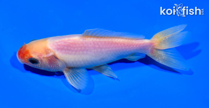 5" WAKIN GOLDFISH