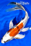 11" GINRIN KUJAKU BUTTERFLY