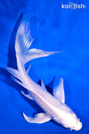 5.75" PLATINUM OGON BUTTERFLY
