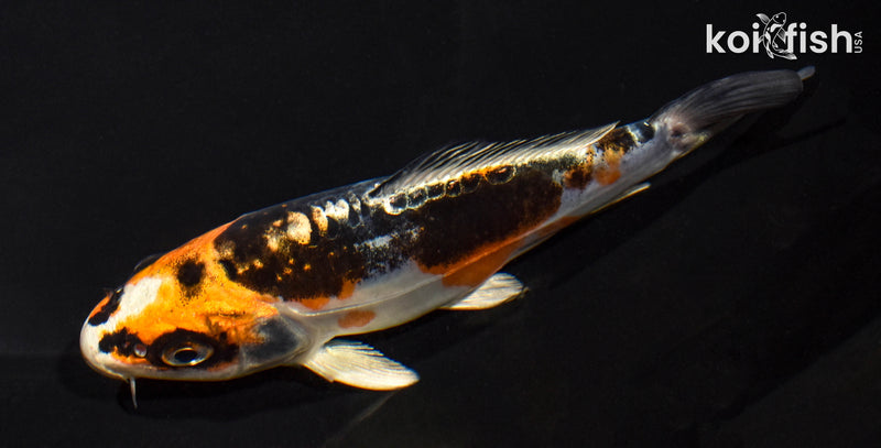 5" BENI KIKOKURYU