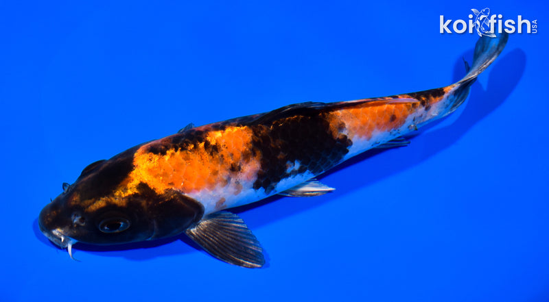 7.75" KIN HI SHOWA