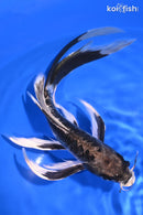 8.5" KIKOKURYU BUTTERFLY