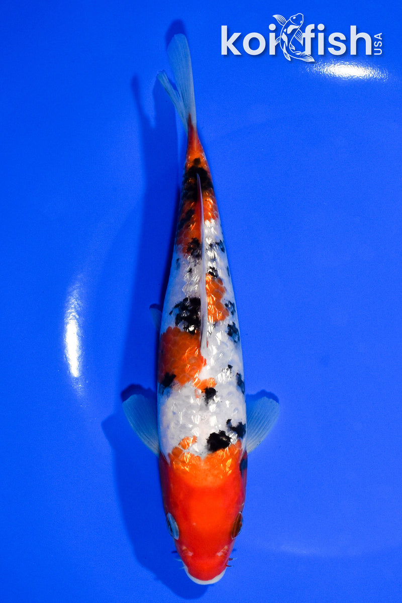 7" GINRIN SANKE