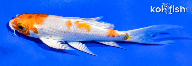 5" GINRIN HARIWAKE BUTTERFLY