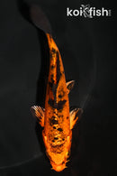 4.75" KIN ORENJI BEKKO