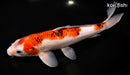 10.75" AI GOROMO