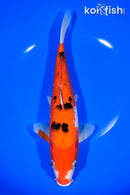 9.25" AKA SANKE