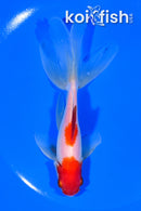 5.5" SARASA WATONAI GOLDFISH